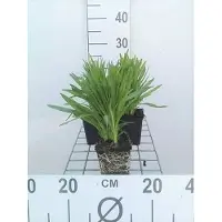 GRDplanten 6 x Liatris spic. 'Floristan Weiss' - Prachtscharte - Topf 9 x 9 cm