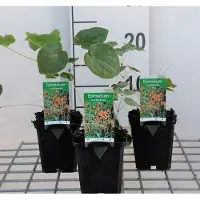 GRDplanten 6 x Epimedium warleyense - Elfenblume - Topf 9 x 9 cm