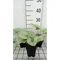 GRDplanten 6 x Brunnera macr. 'Silver Spear' - Kaukasisches Vergissmeinnicht - Topf 9 x 9 cm