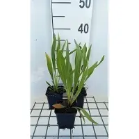 GRDplanten 6 x Echinacea paradoxa - Sonnenhut - Topf 9 x 9 cm