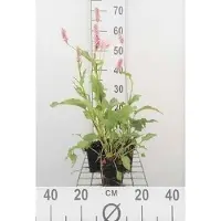 GRDplanten 6 x Persicaria bist. 'Superba' ('latifolium') - Kerzenknöterich - Topf 9 x 9 cm