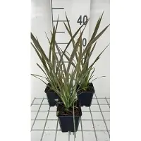 GRDplanten 6 x Phormium tenax 'Purpureum' - Neuseelandflachs - Topf 9 x 9 cm
