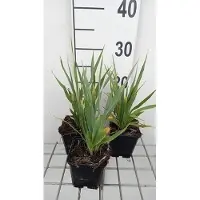 GRDplanten 6 x Eryngium yuccifolium - Mannstreu - Topf 9 x 9 cm