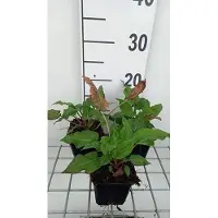 GRDplanten 6 x Persicaria ampl. 'Blackfield' - Kerzenknöterich - Topf 9 x 9 cm