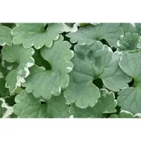 GRDplanten 6 x Glechoma hed. 'Variegata' - Gundermann - Topf 9 x 9 cm