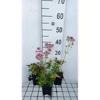 GRDplanten 6 x Astrantia major 'Pink Pride' - Sterndolde - Topf 9 x 9 cm