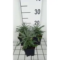 GRDplanten 6 x Erysimum hybr. 'Fragrant Sunshine' - Mauerkraut - Topf 9 x 9 cm