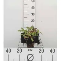 GRDplanten 6 x Persicaria ampl. 'Orange Field' - Kerzenknöterich - Topf 9 x 9 cm