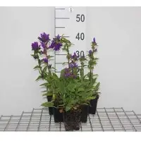 GRDplanten 6 x Campanula glom. 'Superba' - Bergminze - Topf 9 x 9 cm