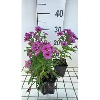 GRDplanten 6 x Aster dum. 'Starlight' - Herbstaster - Topf 9 x 9 cm