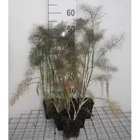 GRDplanten 6 x Foeniculum vulg. 'Giant Bronze' - Fenchel - Topf 9 x 9 cm