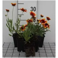 GRDplanten 6 x Gaillardia hybr. 'Bremen' - Kokardenblume - Topf 9 x 9 cm