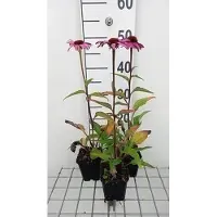 GRDplanten 6 x Echinacea purp. 'Magnus Superior' - Sonnenhut - Topf 9 x 9 cm