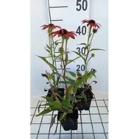 GRDplanten 6 x Echinacea purp. 'Sunseekers Coral' - Sonnenhut - Topf 9 x 9 cm