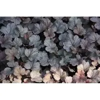 GRDplanten 6 x Heuchera hybr. 'Silver Gumdrop' - Purpurglöckchen - Topf 9 x 9 cm