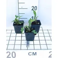 GRDplanten 6 x Echinacea purp. 'Rubinstern' - Sonnenhut - Topf 9 x 9 cm