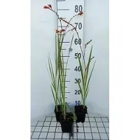 GRDplanten 6 x Crocosmia 'Fire King' - Crocosmia - Topf 9 x 9 cm
