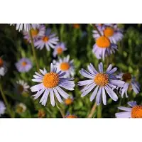 GRDplanten 6 x Aster tong. 'Warnburgstern' - Herbstaster - Topf 9 x 9 cm