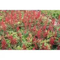 GRDplanten 6 x Astilbe (a) 'Spinell' - Prachtspiere - Topf 9 x 9 cm