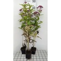 GRDplanten 6 x Eupatorium dub. 'Baby Joe' - Wasserdost - Topf 9 x 9 cm