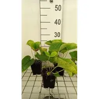 GRDplanten 6 x Brunnera macr. 'White Zebra' - Kaukasisches Vergissmeinnicht - Topf 9 x 9 cm