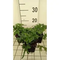 GRDplanten 6 x Tiarella hybr. 'Skeleton Key' - Schaumblüte - Topf 9 x 9 cm