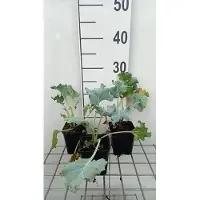 GRDplanten 6 x Crambe maritima - Kohl - Topf 9 x 9 cm