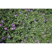 GRDplanten 6 x Aster thomsonii - Herbstaster - Topf 9 x 9 cm