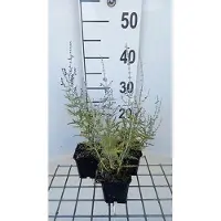 GRDplanten 6 x Perovskia atripl. 'Blue Jean Baby' - Blauraute - Topf 9 x 9 cm