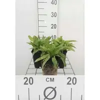 GRDplanten 6 x Campanula glom. 'Acaulis' - Bergminze - Topf 9 x 9 cm