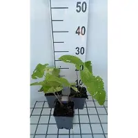 GRDplanten 6 x Phlomis tub. 'Amazone' - Brandkraut - Topf 9 x 9 cm
