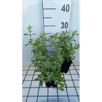 GRDplanten 6 x Mentha rotund. 'Variegata' - Minze - Topf 9 x 9 cm