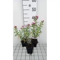 GRDplanten 6 x Aster n.-a. 'Rudelsburg' - Herbstaster - Topf 9 x 9 cm