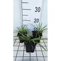 GRDplanten Agapanthus 'Headbourne Hybrids' - Schmucklilie | 9x9 cm topf