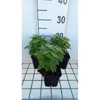 GRDplanten 6 x Monarda hybr. 'Cranberry Lace' - Indianernessel - Topf 9 x 9 cm
