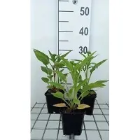 GRDplanten 6 x Echinacea purp. 'Lakota Red' - Sonnenhut - Topf 9 x 9 cm