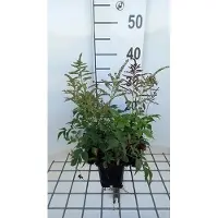 GRDplanten 6 x Astilbe (j) 'Gladstone' - Prachtspiere - Topf 9 x 9 cm