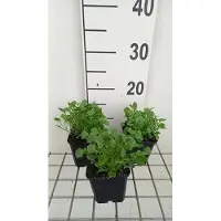 GRDplanten 6 x Campanula cochl. 'Blue' - Bergminze - Topf 9 x 9 cm