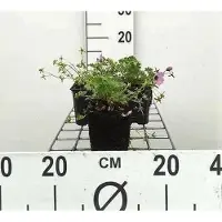 GRDplanten 6 x Geranium cin. 'Ballerina' - Storchenschnabel - Topf 9 x 9 cm