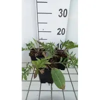 GRDplanten 6 x Centaurea atropurpurea - spornblume - Topf 9 x 9 cm