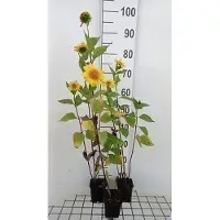 GRDplanten 6 x Helianthus decap. 'Meteor' - Sonnenblume - Topf 9 x 9 cm