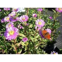 GRDplanten 6 x Aster n.-b. 'Sarah Ballard' - Herbstaster - Topf 9 x 9 cm