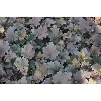 GRDplanten 6 x Heuchera hybr. 'Binoche' - Purpurglöckchen - Topf 9 x 9 cm