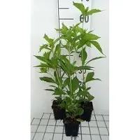 GRDplanten 6 x Eupatorium hybr. 'Mask' - Wasserdost - Topf 9 x 9 cm