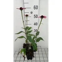 GRDplanten 6 x Echinacea purp. 'Little Magnus' - Sonnenhut - Topf 9 x 9 cm