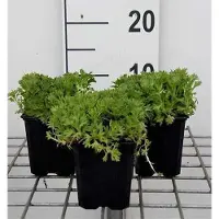 GRDplanten 6 x Saxifraga (a) 'Purpurteppich' - Moos Steinbrech - Topf 9 x 9 cm