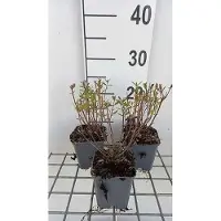 GRDplanten 6 x Salvia greggii 'Amethyst Lips' - Sternmoos - Topf 9 x 9 cm