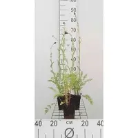 GRDplanten 6 x Tanacetum (c) 'Robinson's Red' - Margerite - Topf 9 x 9 cm