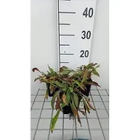 GRDplanten 6 x Buphthalmum salicifolium - Weidenblättriges Ochsenauge - Topf 9 x 9 cm