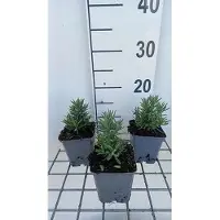 GRDplanten 6 x Lavandula ang. 'Alba' - Lavendel - Topf 9 x 9 cm